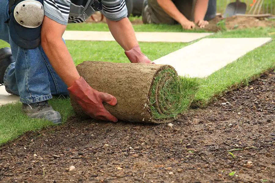 How long after installing sod can you walk on it Clovis, CA