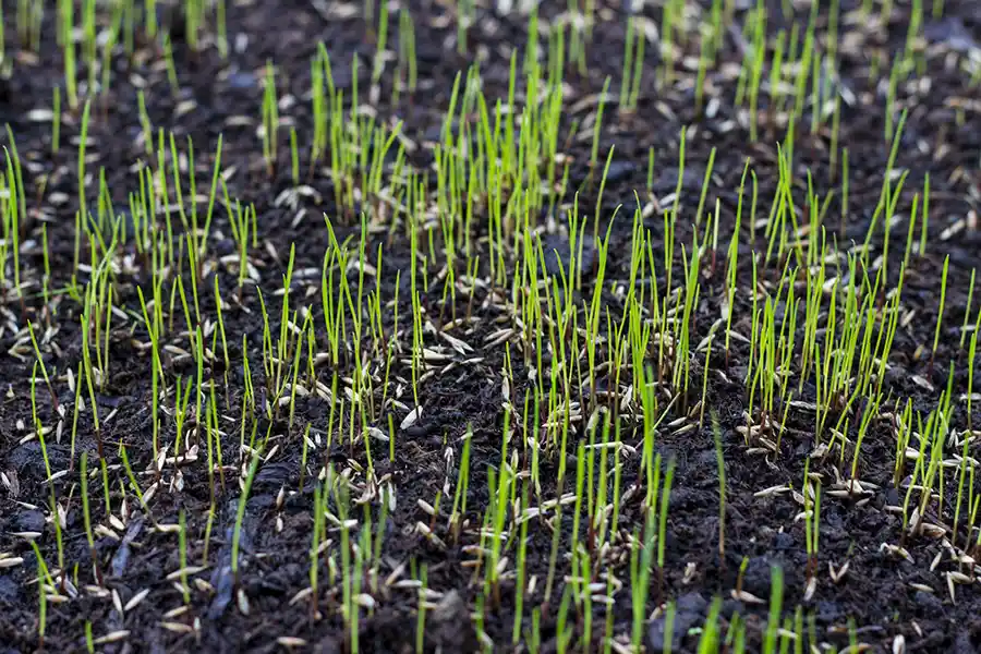 How often should you fertilize your lawn in Clovis, CA