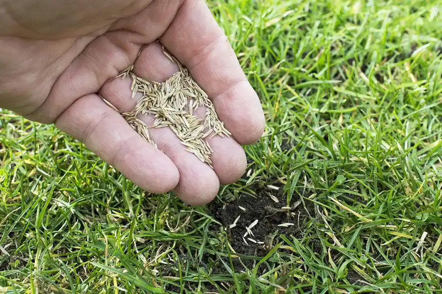 How often should you fertilize your lawn Clovis, CA