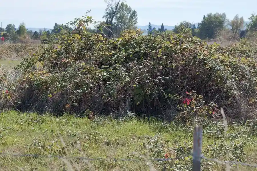 How to clear a yard full of weeds Clovis, CA