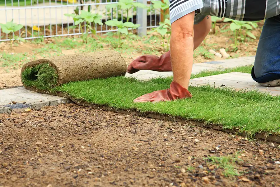 How to lay sod over existing lawn in Clovis, CA