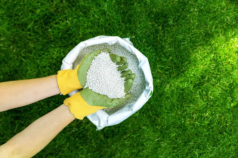 When is the best time to fertilize your lawn Clovis, CA