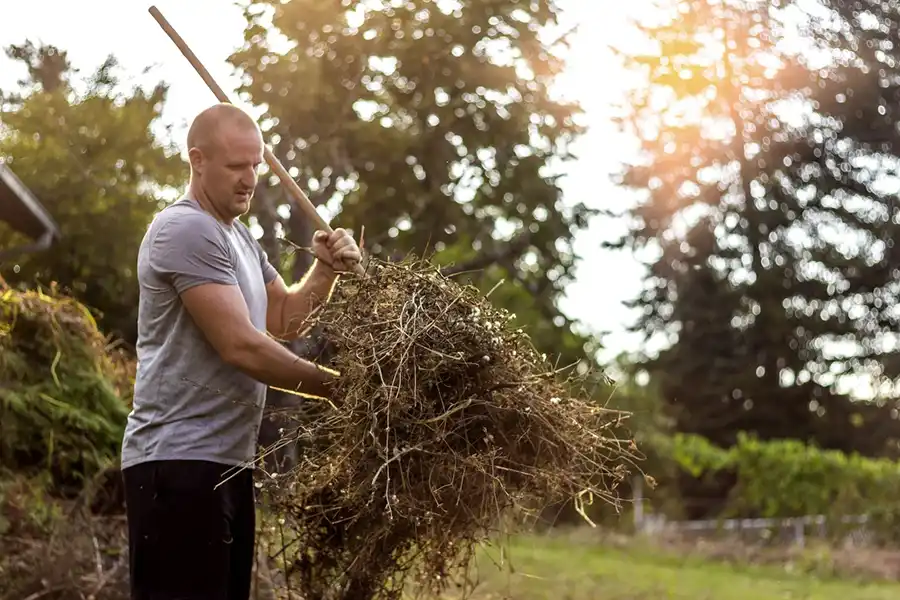 Efficient Yard cleanup in Clovis, CA